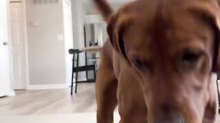 Funny dog 4