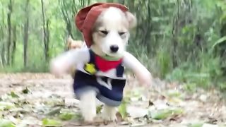 These little puppies will melt your heart????