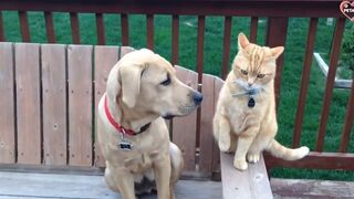 Cats vs Dogs Fighting - Funny Cats and Dogs Compilation || PETASTIC. 2023