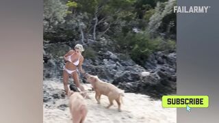 Animals Off The Farm! Funny Animal Fails Compilation 2