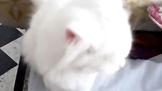 Catto????????