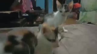 sepasang kucing jantan dan betina lucu.