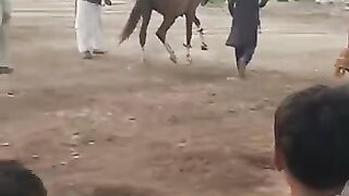 Horse  show