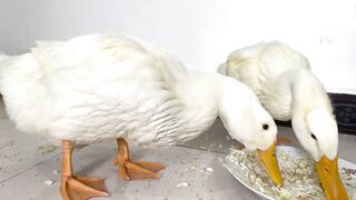 Both kittens are qualified mother ducklings. Duckling and kitten sleep together.