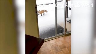Funniest Cats And Dogs Videos ???? - Best Funny Animal Videos 2023 ???? #12