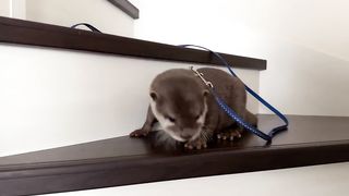 Otter Carries His Little Friend Up The Stairs with One Paw