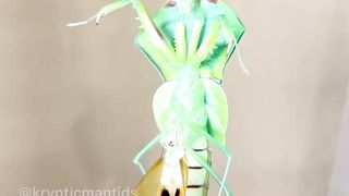 Pets and animal amazing
