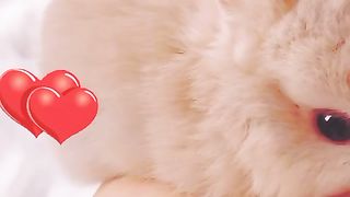 Cute Bunny