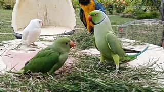 Talking Parrot Greeting Baby Parrot 2