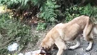 These homeless dogs deserve the world!