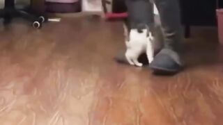 Love cat