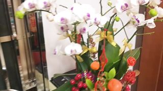 bunga anggrek yang cantik