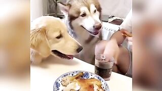 Dogs funny video  1
