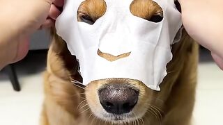 Golden retriever getting special relaxing treatment