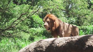 Cute Animal Sounds Horse, Hen, Goat,Elephant, Horse, Rabbit, Chicken,...  Animal Videos