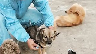 Man builds wheelchairs for paralyzed dogs