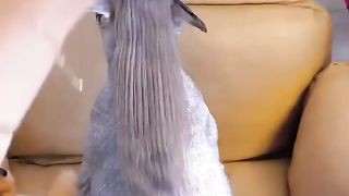 Cute dog gets braids