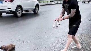 Rescuing a puppy that was laying in the middle of the road