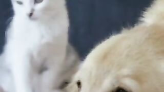 Funny Cat & Dog Short #viral
