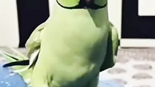 Funny Parrot video