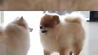 Cute Funny Dog Video #dog #cute #shorts #shortvideo #trend #trending #viralshorts #funny.