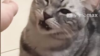 MOST Funny Animals - Cute Cats #Shorts