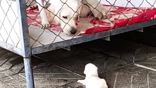 Lovely dog offering mama dog some help 2