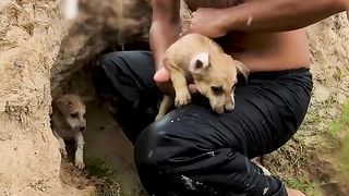 This kind-hearted guy builds a house for stray puppies