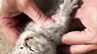 Cute kitten gets a second shot at life!