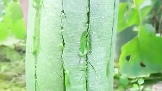 Fruits like you have never seen before ????
