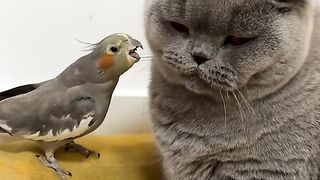 This cat and parrot are best friends