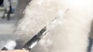 Grooming adorable dogs