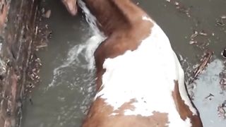 Saving a cow who was stuck in septic tank for two hours