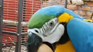 Parrot short funny video