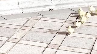 Boy and his duckling best friends are inseparable