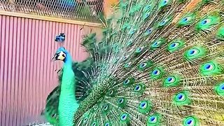 Peacocks are fascinating creatures