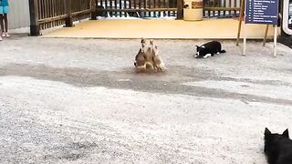 Border collies expertly herd a group of ducks