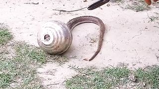 Good thing they rescued the snake before it was too late!