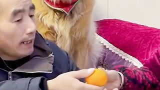 Dog punishes his owner's bully!