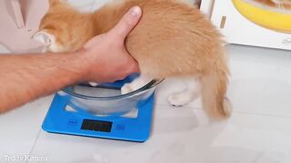 Kitten Leo controls his weight ????.