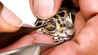 Watch this gecko getting its eyecap peeled from its eye!