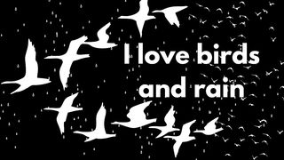 birds status/ rain status/status of birds and rain/birds and rain status