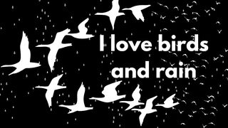 birds and rain status/birds status/ rain status/status of birds and rain/ birds and rain video status
