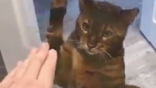 OMG So Cute  Funniest Cats and Dogs Videos 2023 #26