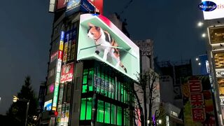 Cat Appearance] Rumba ~Building Light Up~ (November 21 - December 31) 2023