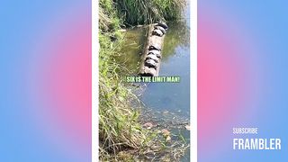 Funny Animals TikTok Compilation | Cute and Funny Dogs, Cats, Pets & Wild Animals Compilation