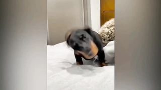 Funniest Animals videos compilation #1 | Funny cats dogs | Best of 2023