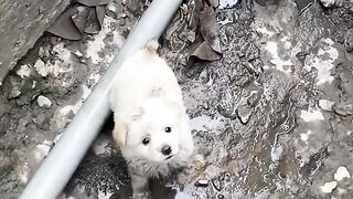 Rescuing the cutest puppy!