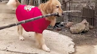 This dog always brings something home after walking