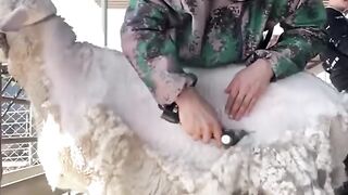Sheep shearing!